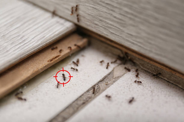 Trusted Ball, LA Pest Control Experts