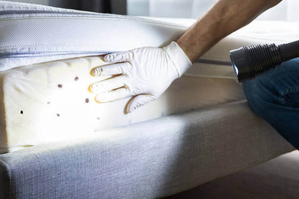 Best Pest Control Near Me in Ball, LA