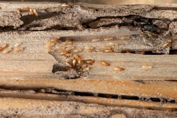 Best Exterminator Services  in Ball, LA